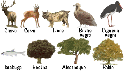 Vegetación y fauna representativas del P.N. de Cabañeros.